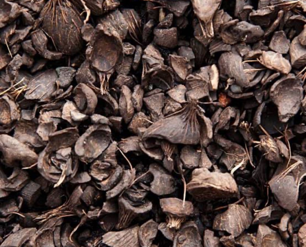 Arang Batok Kelapa 1